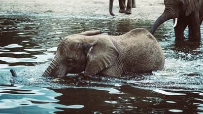 黑象在水体上游泳的照片